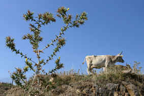 0134 SPIN e MUCCA partic.jpg (87965 byte)