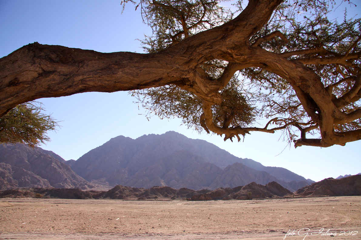 P. Ialuna SINAI DESERT 2012.jpg (514562 byte)